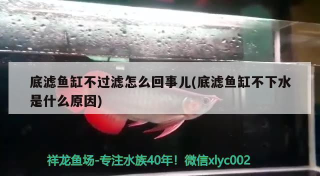 底濾魚缸不過濾怎么回事兒(底濾魚缸不下水是什么原因) 白子銀版魚苗