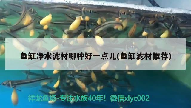 魚缸凈水濾材哪種好一點兒(魚缸濾材推薦) 除藻劑