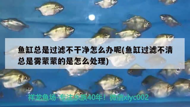 魚缸總是過濾不干凈怎么辦呢(魚缸過濾不清總是霧蒙蒙的是怎么處理) 白寫錦鯉魚