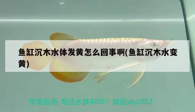 魚缸沉木水體發(fā)黃怎么回事啊(魚缸沉木水變黃) 祥龍龍魚專用水族燈