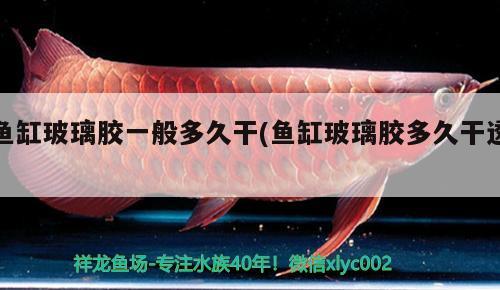 魚(yú)缸玻璃膠一般多久干(魚(yú)缸玻璃膠多久干透) 大日玉鯖魚(yú)