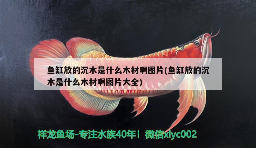 魚缸放的沉木是什么木材啊圖片(魚缸放的沉木是什么木材啊圖片大全) 銀龍魚百科