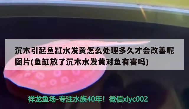 沉木引起魚缸水發(fā)黃怎么處理多久才會改善呢圖片(魚缸放了沉木水發(fā)黃對魚有害嗎)