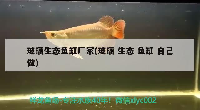 玻璃生態(tài)魚缸廠家(玻璃生態(tài)魚缸自己做) 帝王三間魚