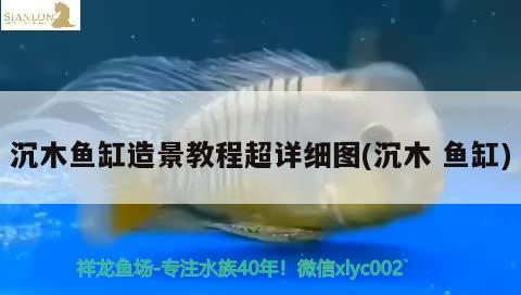 沉木魚(yú)缸造景教程超詳細(xì)圖(沉木魚(yú)缸)