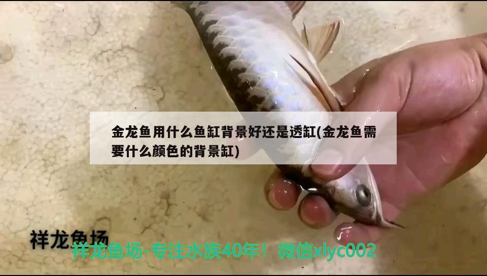 金龍魚用什么魚缸背景好還是透缸(金龍魚需要什么顏色的背景缸)