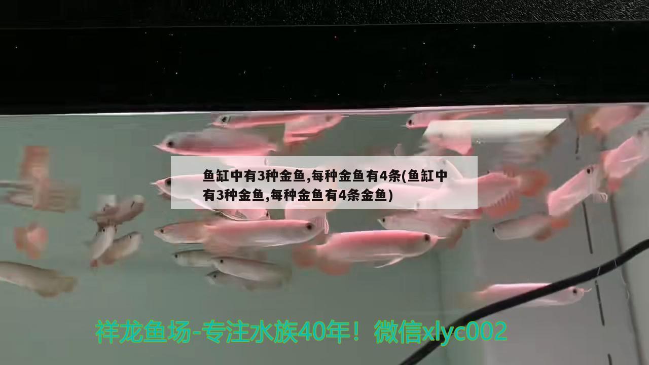 魚缸中有3種金魚,每種金魚有4條(魚缸中有3種金魚,每種金魚有4條金魚)