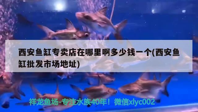 西安魚缸專賣店在哪里啊多少錢一個(西安魚缸批發(fā)市場地址) 委內(nèi)瑞拉奧里諾三間魚苗