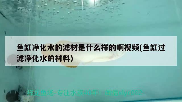 魚缸凈化水的濾材是什么樣的啊視頻(魚缸過濾凈化水的材料) 廣州水族批發(fā)市場