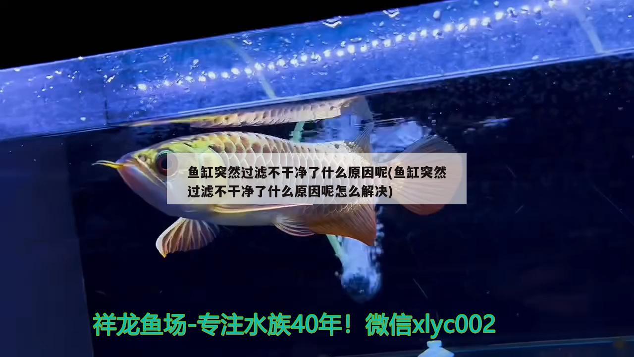 魚缸突然過濾不干凈了什么原因呢(魚缸突然過濾不干凈了什么原因呢怎么解決) 朱巴利魚苗