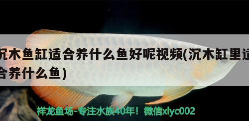 沉木魚缸適合養(yǎng)什么魚好呢視頻(沉木缸里適合養(yǎng)什么魚)