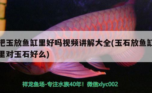 把玉放魚缸里好嗎視頻講解大全(玉石放魚缸里對玉石好么) 飛鳳魚苗