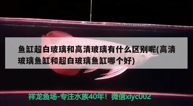 魚缸超白玻璃和高清玻璃有什么區(qū)別呢(高清玻璃魚缸和超白玻璃魚缸哪個(gè)好) 白子銀龍魚苗