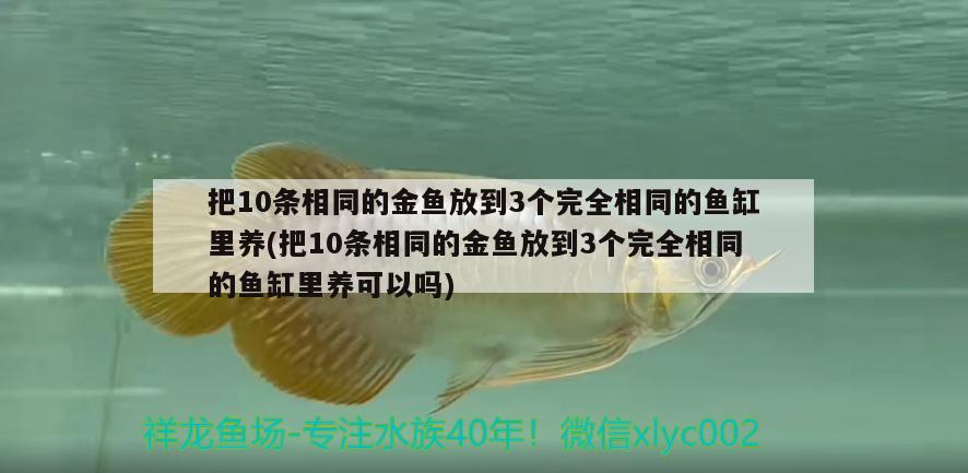 把10條相同的金魚放到3個(gè)完全相同的魚缸里養(yǎng)(把10條相同的金魚放到3個(gè)完全相同的魚缸里養(yǎng)可以嗎)