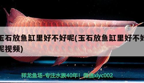 玉石放魚缸里好不好呢(玉石放魚缸里好不好呢視頻)