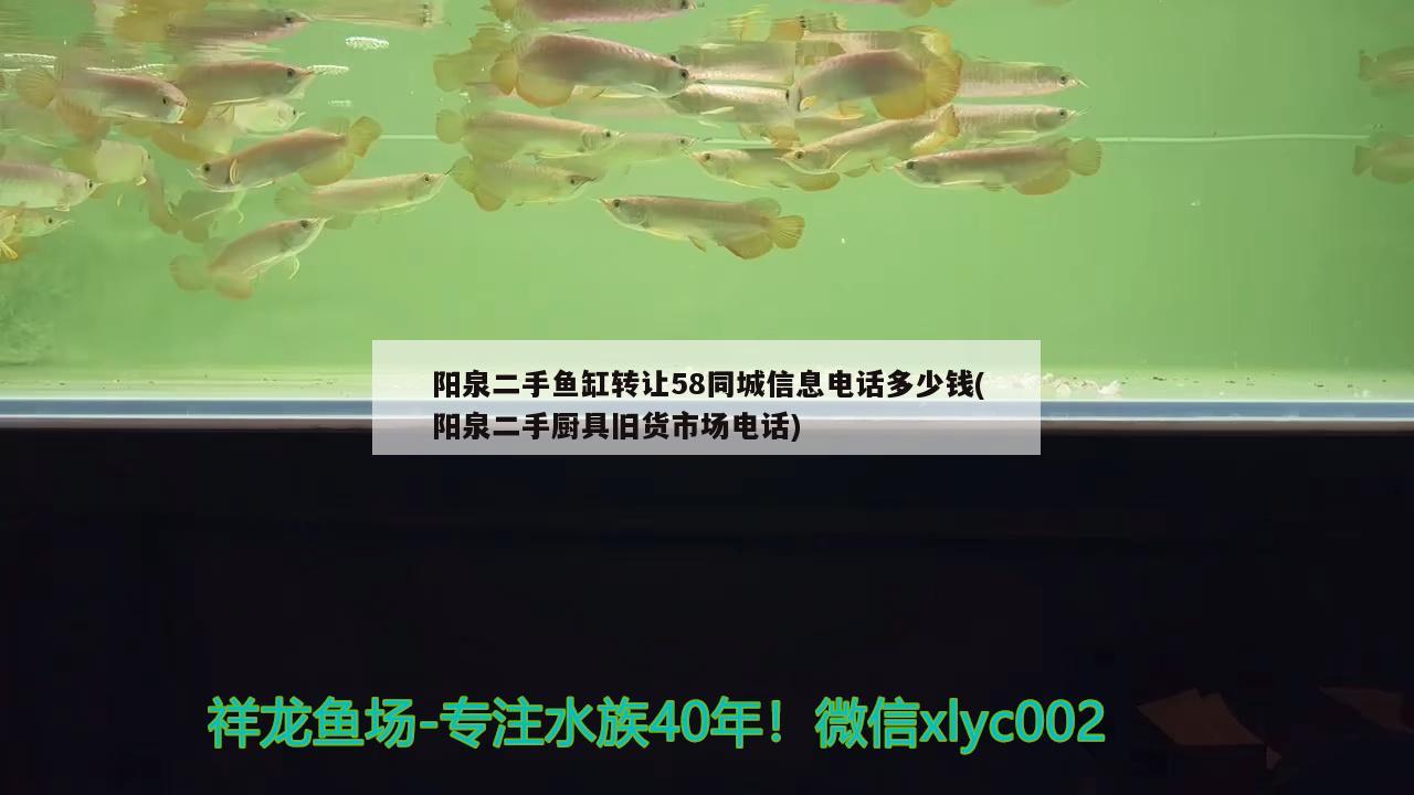 陽(yáng)泉二手魚缸轉(zhuǎn)讓58同城信息電話多少錢(陽(yáng)泉二手廚具舊貨市場(chǎng)電話) 魚糧魚藥