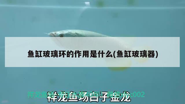 魚缸玻璃環(huán)的作用是什么(魚缸玻璃器) 虎斑恐龍魚