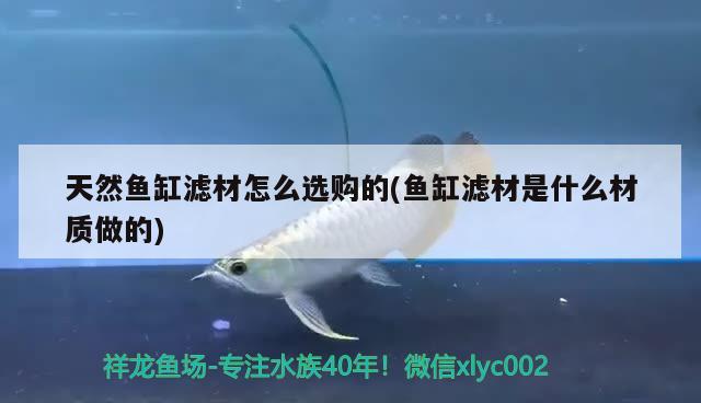 天然魚缸濾材怎么選購的(魚缸濾材是什么材質(zhì)做的) 杰西卡恐龍魚