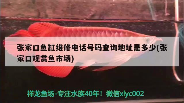 張家口魚缸維修電話號碼查詢地址是多少(張家口觀賞魚市場) 觀賞魚市場（混養(yǎng)魚）