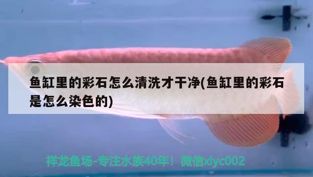 魚(yú)缸里的彩石怎么清洗才干凈(魚(yú)缸里的彩石是怎么染色的)