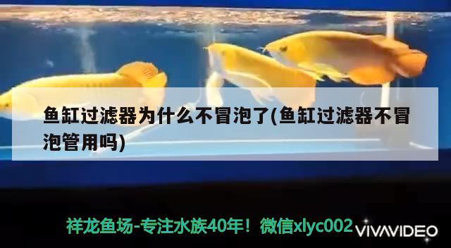 魚缸過濾器為什么不冒泡了(魚缸過濾器不冒泡管用嗎) 銀龍魚苗