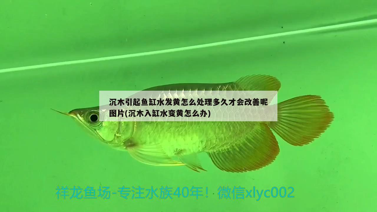 沉木引起魚缸水發(fā)黃怎么處理多久才會改善呢圖片(沉木入缸水變黃怎么辦)