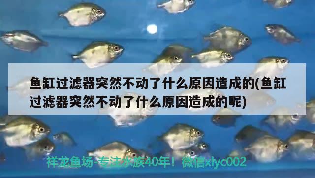 魚缸過濾器突然不動了什么原因造成的(魚缸過濾器突然不動了什么原因造成的呢)