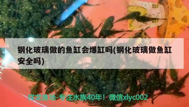 鋼化玻璃做的魚缸會爆缸嗎(鋼化玻璃做魚缸安全嗎)