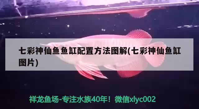 七彩神仙魚魚缸配置方法圖解(七彩神仙魚缸圖片) 七彩神仙魚