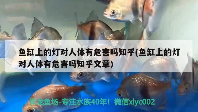 魚缸上的燈對人體有危害嗎知乎(魚缸上的燈對人體有危害嗎知乎文章)