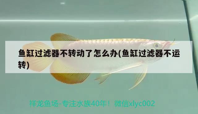 魚(yú)缸過(guò)濾器不轉(zhuǎn)動(dòng)了怎么辦(魚(yú)缸過(guò)濾器不運(yùn)轉(zhuǎn))