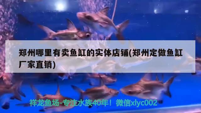 鄭州哪里有賣魚缸的實(shí)體店鋪(鄭州定做魚缸廠家直銷) 福魟魟魚