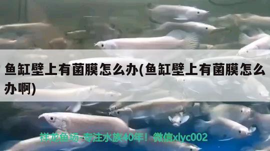 魚缸壁上有菌膜怎么辦(魚缸壁上有菌膜怎么辦啊) 魚缸水質(zhì)穩(wěn)定劑