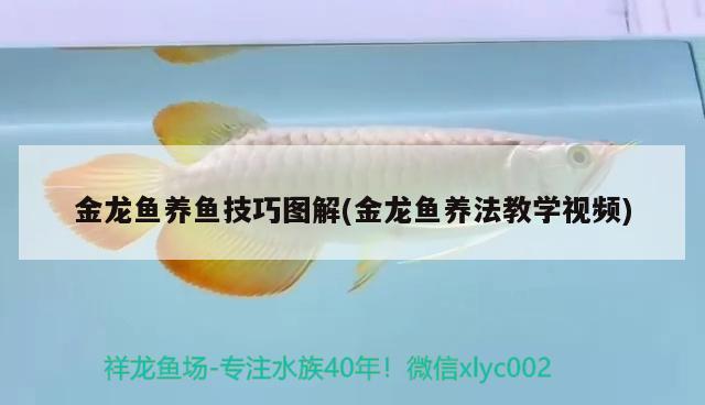 金龍魚養(yǎng)魚技巧圖解(金龍魚養(yǎng)法教學(xué)視頻) 女王大帆魚苗