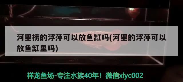 河里撈的浮萍可以放魚缸嗎(河里的浮萍可以放魚缸里嗎) 黃金招財貓魚