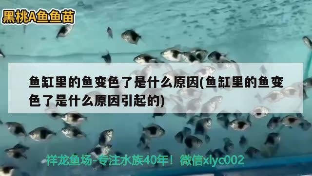 魚缸里的魚變色了是什么原因(魚缸里的魚變色了是什么原因引起的) 除藻劑