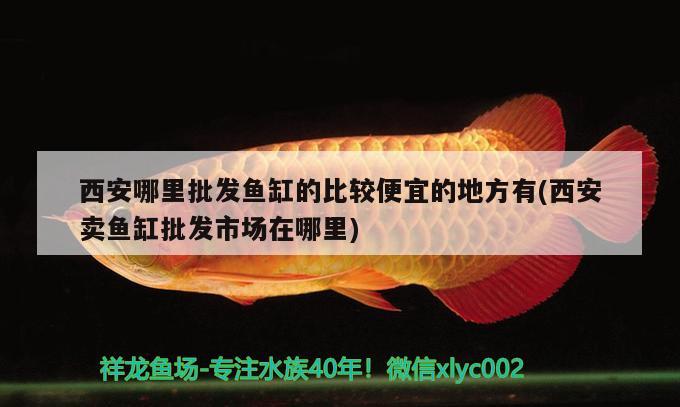 西安哪里批發(fā)魚缸的比較便宜的地方有(西安賣魚缸批發(fā)市場在哪里) 金龍魚糧