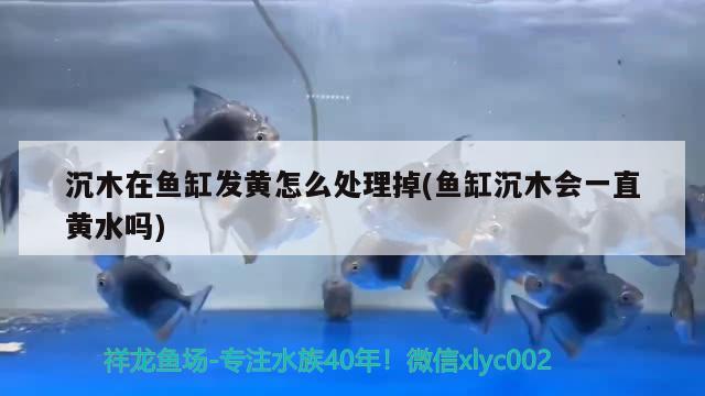 沉木在魚缸發(fā)黃怎么處理掉(魚缸沉木會(huì)一直黃水嗎)