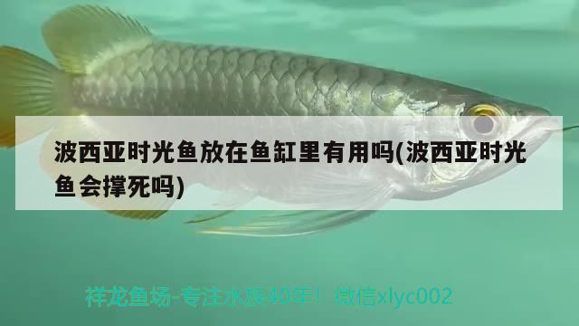 波西亞時(shí)光魚放在魚缸里有用嗎(波西亞時(shí)光魚會(huì)撐死嗎)