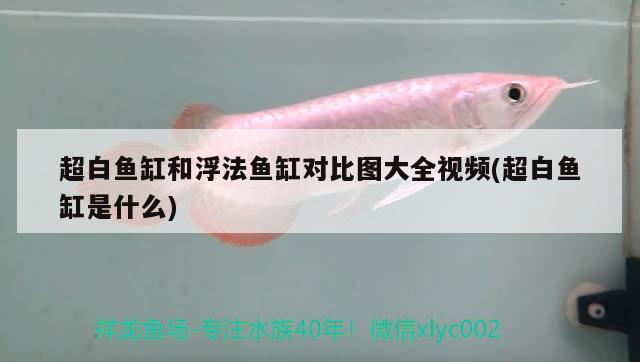 超白魚缸和浮法魚缸對比圖大全視頻(超白魚缸是什么)