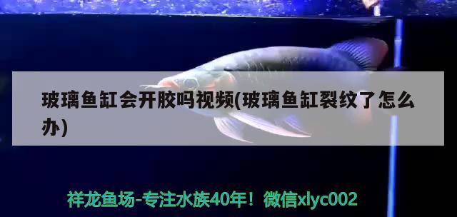 玻璃魚(yú)缸會(huì)開(kāi)膠嗎視頻(玻璃魚(yú)缸裂紋了怎么辦)