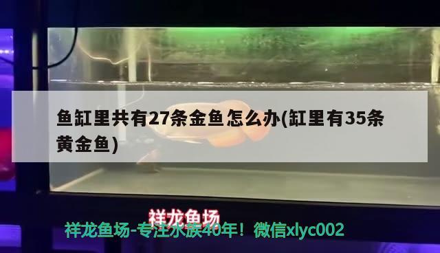 魚缸里共有27條金魚怎么辦(缸里有35條黃金魚)