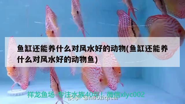 魚缸還能養(yǎng)什么對風(fēng)水好的動物(魚缸還能養(yǎng)什么對風(fēng)水好的動物魚) 魚缸風(fēng)水