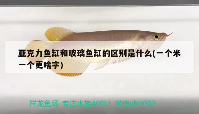 亞克力魚缸和玻璃魚缸的區(qū)別是什么(一個(gè)米一個(gè)更啥字)