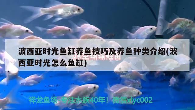 波西亞時光魚缸養(yǎng)魚技巧及養(yǎng)魚種類介紹(波西亞時光怎么魚缸)