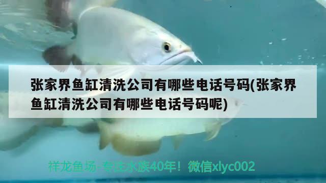 張家界魚缸清洗公司有哪些電話號碼(張家界魚缸清洗公司有哪些電話號碼呢)