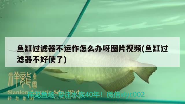 魚缸過濾器不運(yùn)作怎么辦呀圖片視頻(魚缸過濾器不好使了)