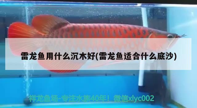 雷龍魚用什么沉木好(雷龍魚適合什么底沙) 海象魚