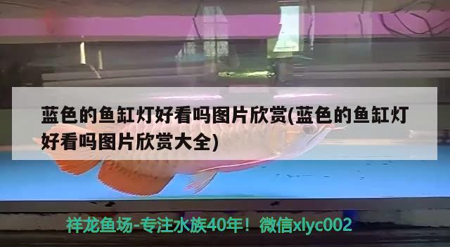 藍(lán)色的魚缸燈好看嗎圖片欣賞(藍(lán)色的魚缸燈好看嗎圖片欣賞大全)