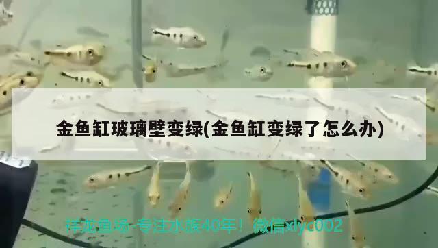 金魚缸玻璃壁變綠(金魚缸變綠了怎么辦)